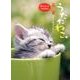 うたたねこカレンダー 2013 [カレンダー]
