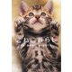 こねこ暮らし(ソフトバンク文庫NF) [文庫]