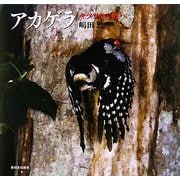アカゲラ―キツツキの森へ(日本の野鳥) [絵本]