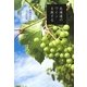 北海道のワインを旅する [単行本]
