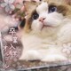 卒業入学オルゴール (PREMIUM ORGEL)