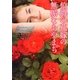 伯爵の花嫁の無垢なあやまち(ラズベリーブックス) [文庫]