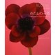 わたしの一花―365日のバースデーフラワー [単行本]