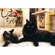 しゃべるねこ、しおちゃんCALENDAR 2013 [カレンダー]