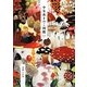 少女系きのこ図鑑―菌類イラスト集 [単行本]