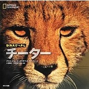 チーター(ナショナルジオグラフィック動物大せっきん) [図鑑]