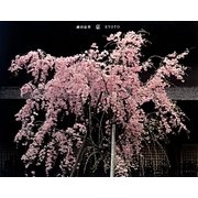 京―KYOTO [単行本]