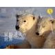 星野道夫の世界永遠のまなざし 2013[カレンダー]（Yama-Kei Calendar） [単行本]