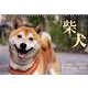Dogs Album柴犬 2012[カレンダー] [カレンダー]
