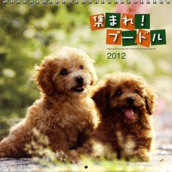 集まれ!プードル 2012[カレンダー] [カレンダー]