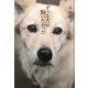 ずっと犬が飼いたかった [単行本]