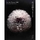 花は語る―川崎景太の花世界 [単行本]