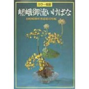 カラー独習嵯峨御流いけばな [全集叢書]