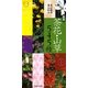 色別 茶花・山草545種(主婦の友ポケットBOOKS) [事典辞典]