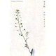 草手帖 [単行本]