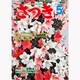 さつき研究 2013年 05月号 [雑誌]