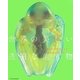 世界の美しい透明な生き物 [単行本]