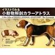 イラストでみる小動物解剖カラーアトラス [単行本]
