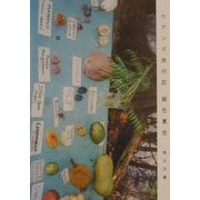 ケアンズ旅行記(角川文庫) [文庫]