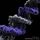 MONKEY MAJIK／DNA