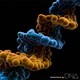 MONKEY MAJIK／DNA