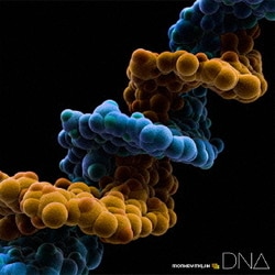 MONKEY MAJIK／DNA