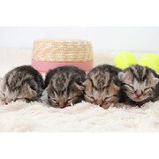 ヨドバシ.com - ふわねこ スターねこの仔猫たち [DVD]のレビュー