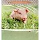 Lucky Pig Calendar 2014 [カレンダー]