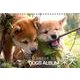Dogs Album柴犬 CALENDAR 2014 [カレンダー]