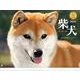 柴犬 2014[カレンダー]（Yama-Kei Calendar） [単行本]