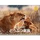 岩合光昭どうぶつ家族 2014[カレンダー]（Yama-Kei Calendar） [単行本]
