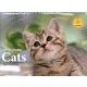 Cats 2014[カレンダー]（Yama-Kei Calendar） [単行本]