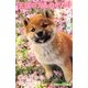 天国の犬ものがたり―ずっと一緒(小学館ジュニア文庫) [新書]