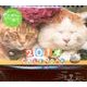 かご猫シロと茶トラ 2014[カレンダー] [カレンダー]