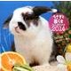 うさぎと暮らすCALENDAR 2014 [カレンダー]