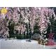 京都花紀行 2014[カレンダー]（Yama-Kei Calendar） [単行本]