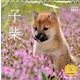 子柴 2014[カレンダー]（Yama-Kei Calendar） [単行本]