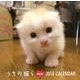 うちの猫らBABiES CALENDAR 2014 [カレンダー]