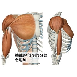 ヨドバシ.com - CGで見る筋肉図典 筋ナビ プレミアム版 PCソフト 通販 