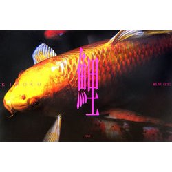 KIROKU 鯉 [単行本]