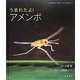 うまれたよ!アメンボ(よみきかせいきものしゃしんえほん〈18〉) [絵本]