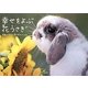幸せをよぶ花うさぎ [単行本]