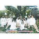 SUPER☆GiRLS／超絶少女☆BEST 2010～2014