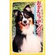 おかえり!アンジー―東日本大震災を生きぬいた犬の物語(集英社みらい文庫) [新書]