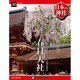 週刊 日本の神社 2014年 4/22号 [雑誌]