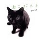 ねこポスト [単行本]