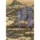 幻の大寺院若沢寺を読みとく [単行本]