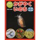 科学のアルバムかがやくいのち 第5期 全4巻 [全集叢書]
