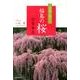 この春に見たい福島の桜－三春・郡山 [単行本]
