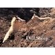 Dall Sheep [単行本]